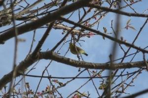 つぼみが見える木の枝にとまっている黄緑の身体のメジロの写真