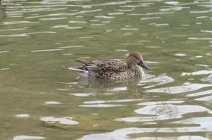 茶色と白っぽい柄の毛のメスのオナガガモが水上に浮いている写真