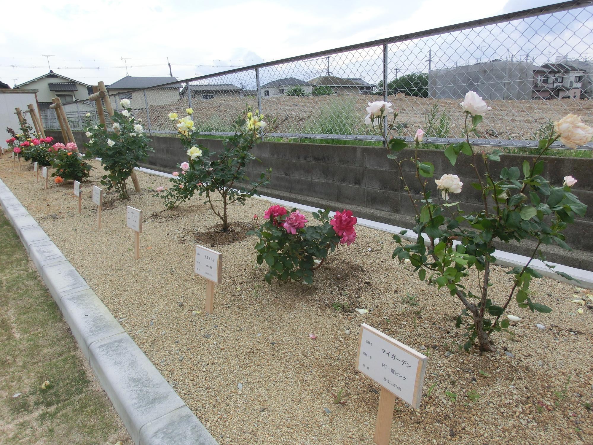 野口公民館バラ園の様子
