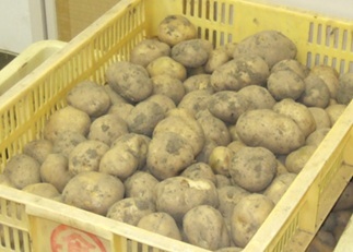 野口ふれあい大学クラブ菜耕の会の様子
