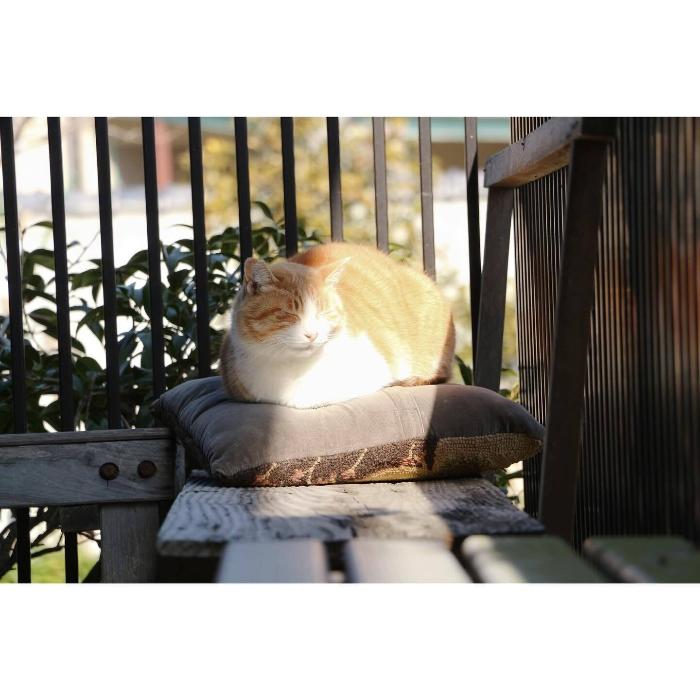 花の寺円照寺の猫