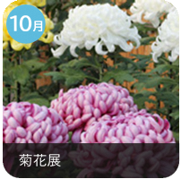 10月_菊花展