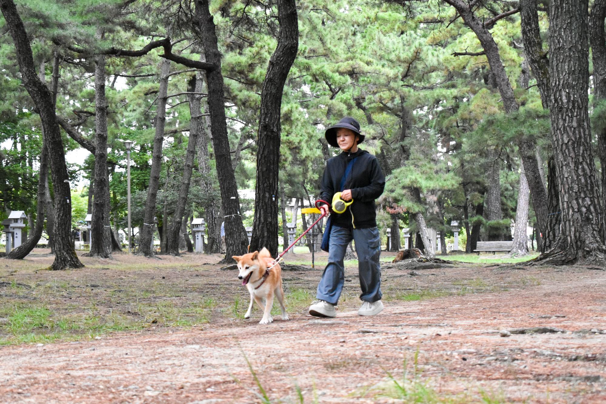 散歩する柴犬と飼い主