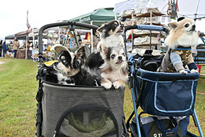 カートに乗る3匹の犬