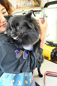 トリミングされる犬