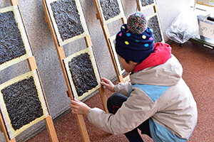 のりを干して乾かす様子