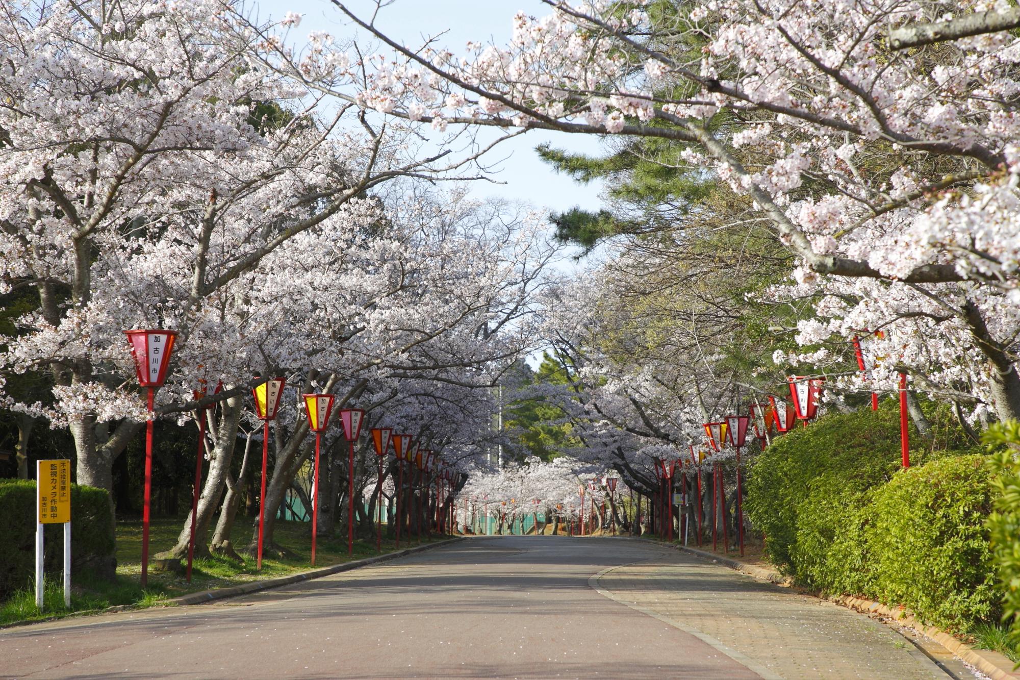 日岡山公園花見