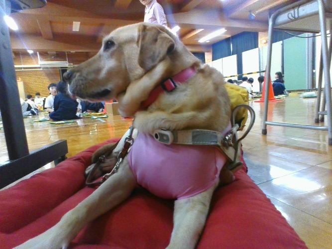 盲導犬の写真
