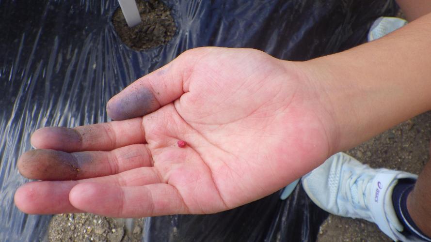 だいこんのたね