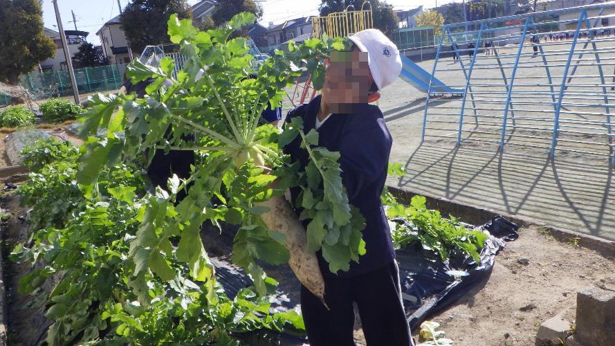 だいこんぬいたよ