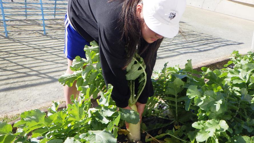 だいこんをひく