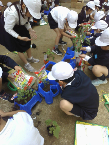 野菜の苗を植える写真
