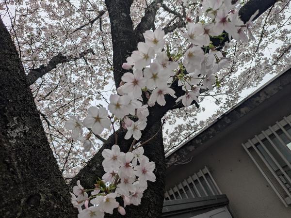 桜