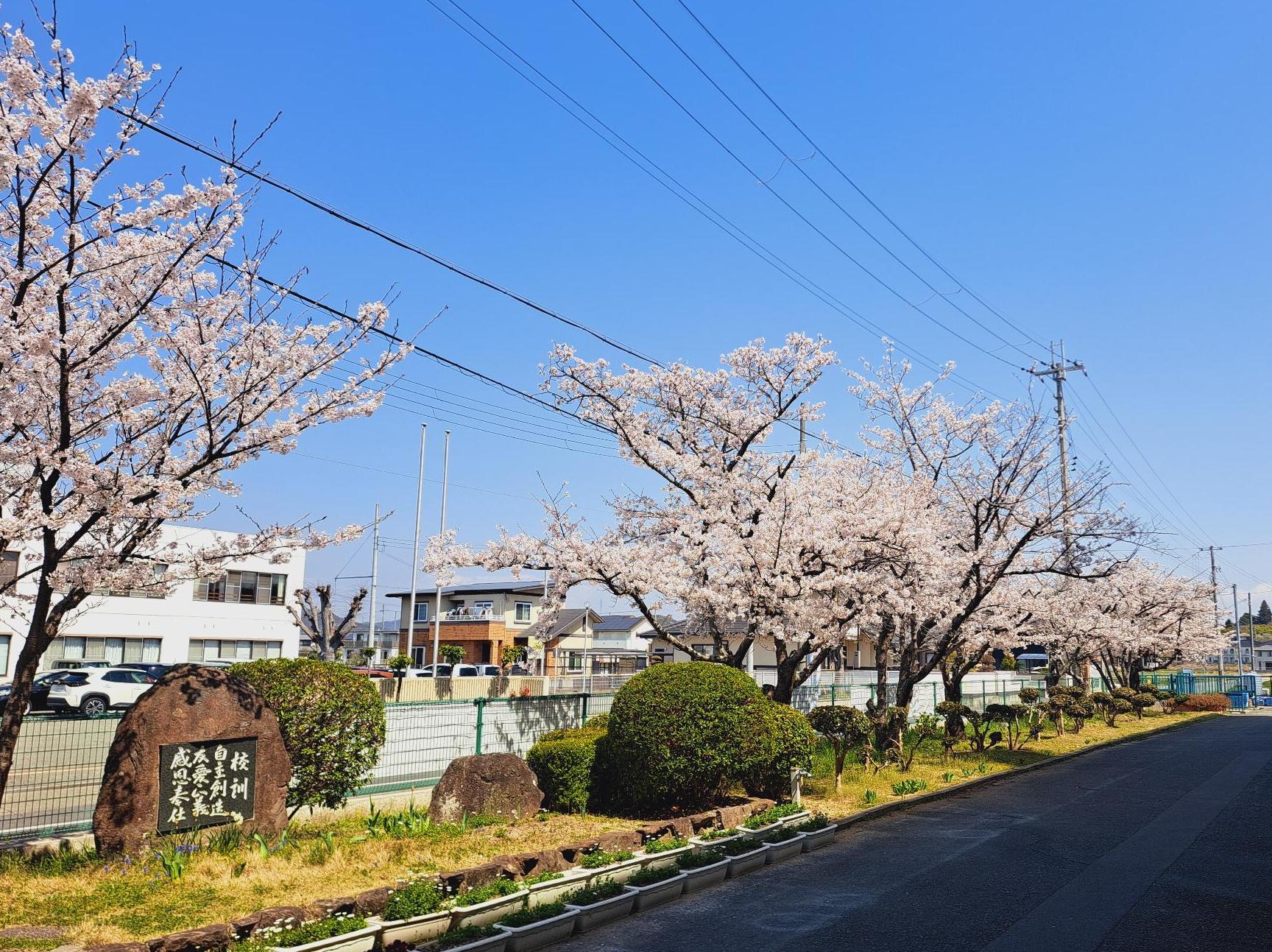 R7始業式 桜