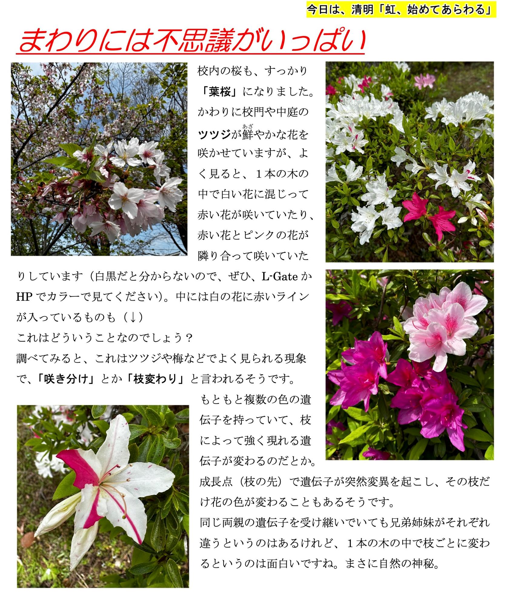 第8号