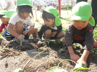 畑の畝の中から園児たちが芋を掘り出す様子の写真