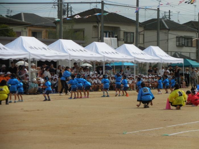 小学校の運動会で披露される4・5歳園児の「よっちょれ」の演技風景の写真