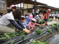 先生が植えるから見ていてね