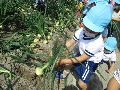 玉ねぎと綱引きだ！