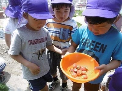 収穫したイチゴを見ている園児の写真
