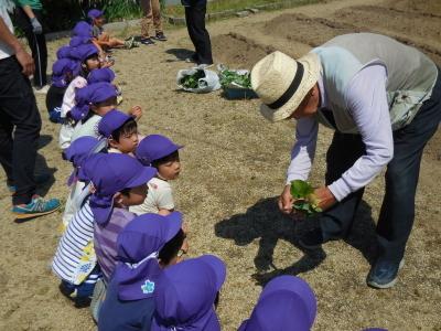 東平津の老人クラブの方が苗植えの説明をしている写真