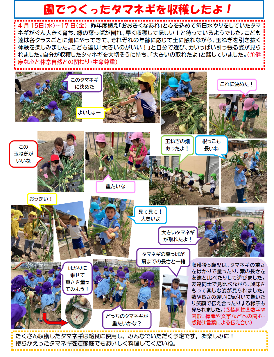 玉ねぎの収穫をしている様子