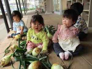 つぼみぐみたまねぎ