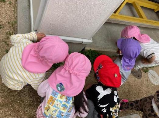 クローバーでダンゴムシをみるこどもたち