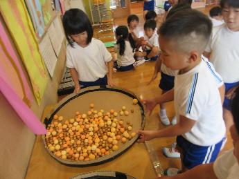 パエリアのお米をドングリなどで作る5歳児