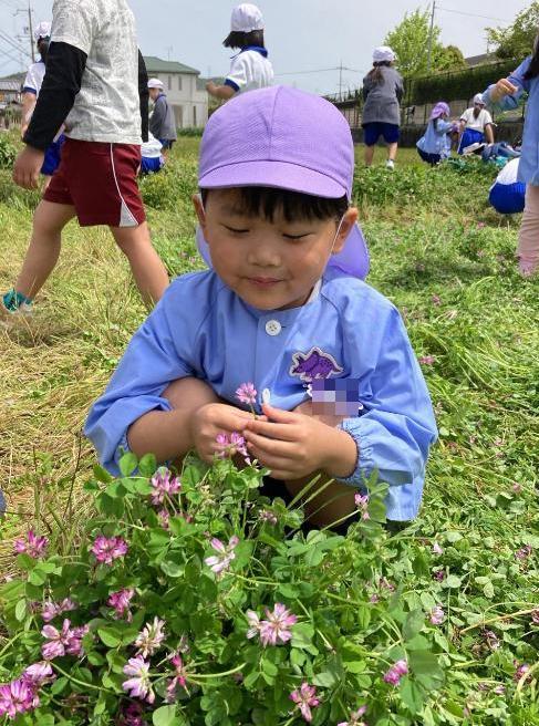 レンゲを摘む5歳児