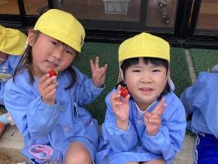 イチゴを摘んだ4歳児