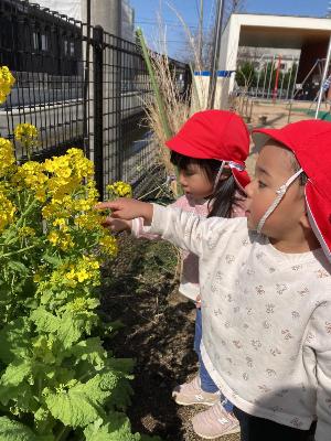 菜の花を見る1歳児