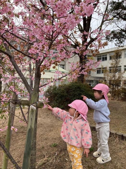 きれいな桜を見る2歳児