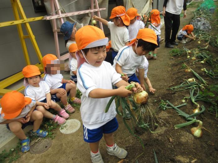 玉ねぎを収穫した3歳児