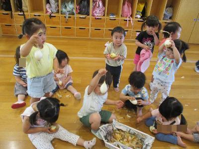 たまねぎの皮をむく0・1・2歳児