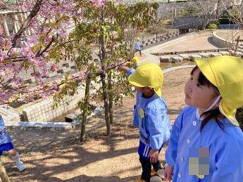 桜を見る4歳児