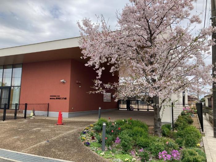門の前の満開の桜