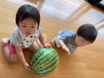 スイカに触れる0・1歳児