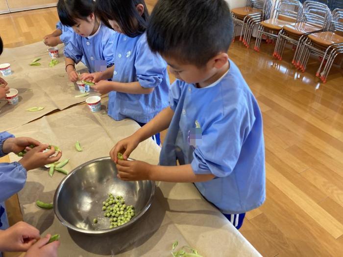 さやから豆を取り出す5歳児