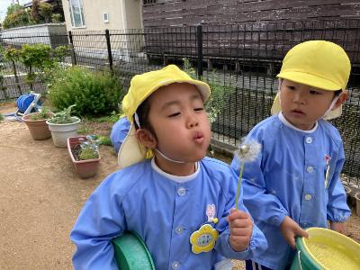 たんぽぽの綿毛を飛ばす4歳児