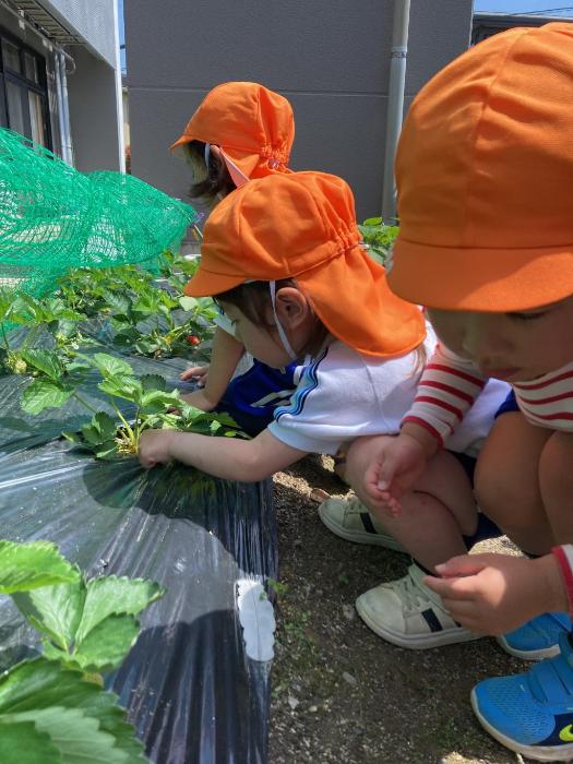 イチゴを摘む3歳児