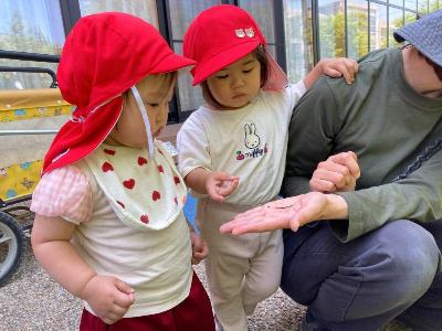 先生の手の上のダンゴムシをじっと見つめる1歳児