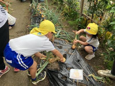 腕にも足にも力を入れて収穫する4歳児