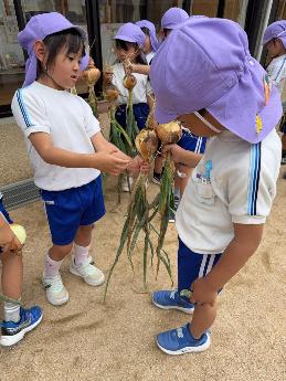 友達と玉ねぎの大きさを比べる5歳児