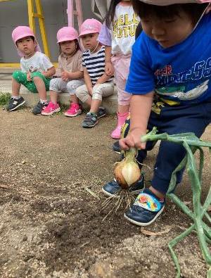 玉ねぎの収穫をする2歳児