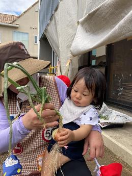 先生と一緒に初めての玉ねぎの収穫0歳児