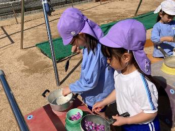 サクラソウをつかってごちそうづくりを楽しむ5歳児