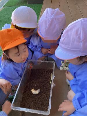カブトムシの幼虫を見る3歳児たち