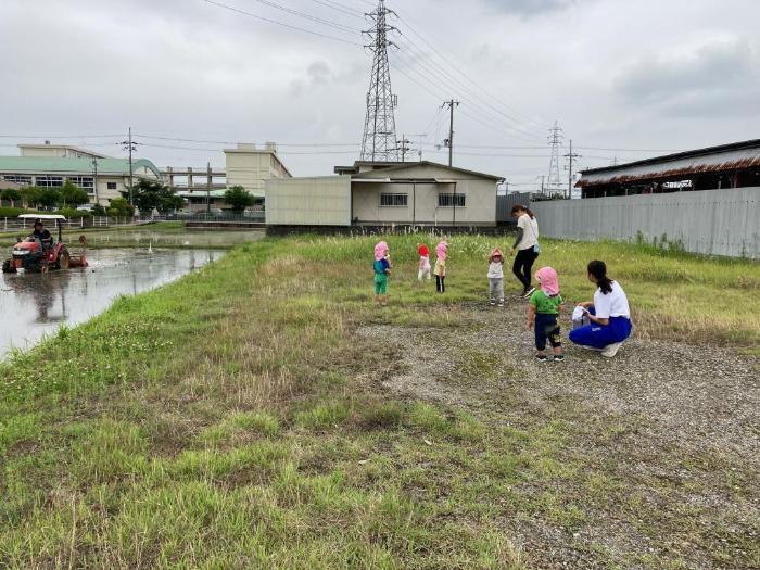 田んぼの様子を見る0・1歳児