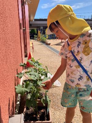 オクラの葉の形の違いを見る4歳児